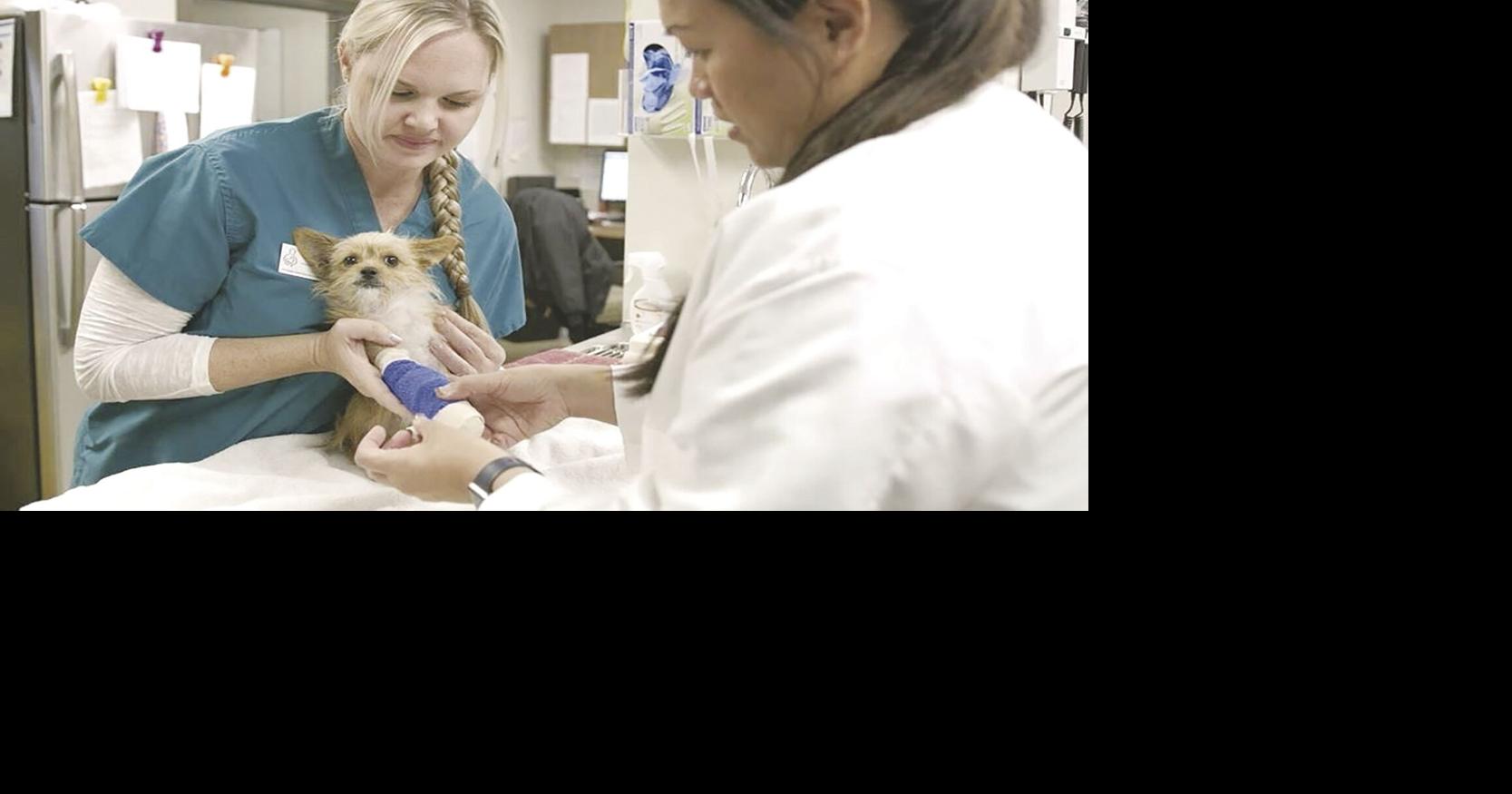 Barger motion eyes pet overpopulation |