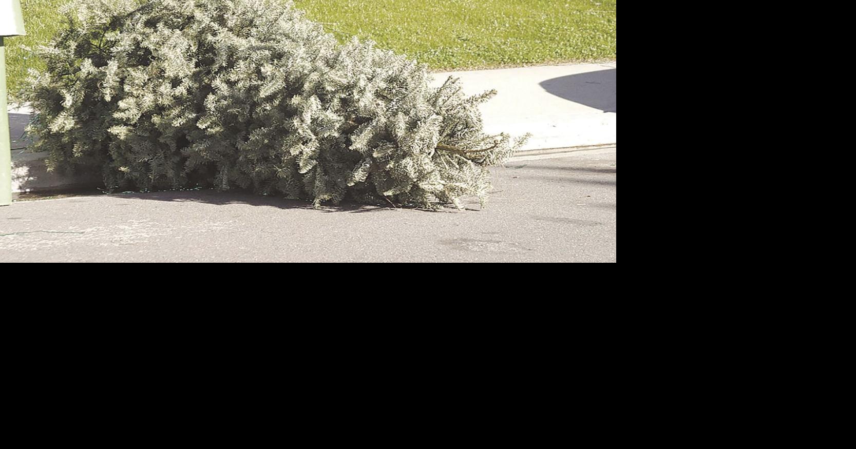 Here’s how you can dispose of Christmas tree News