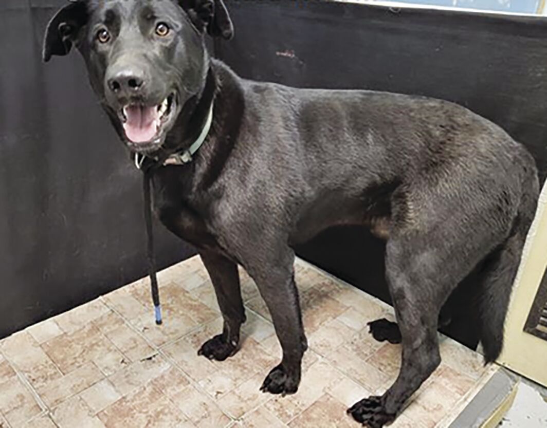 Lancaster animals — Stout