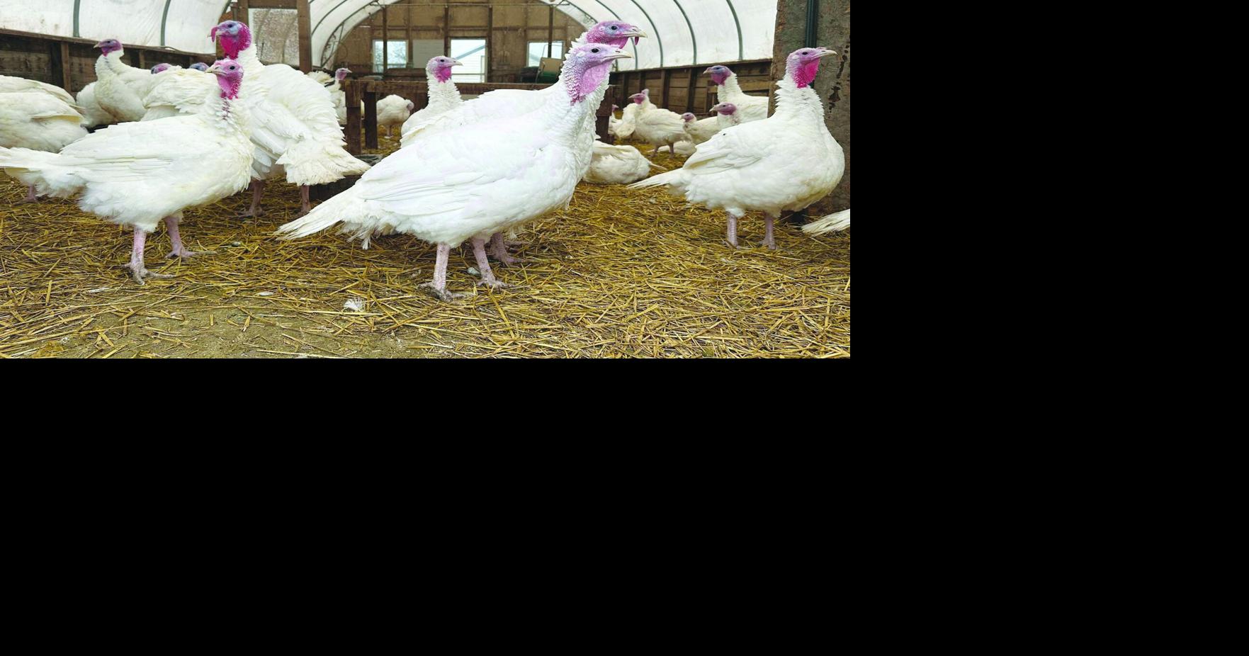 Stores keep prices down for turkeys