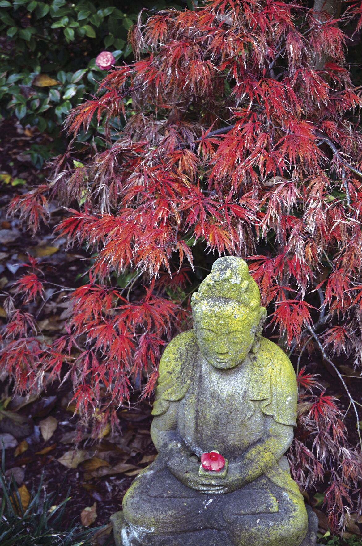 Travel Lotusland Japanese Garden Photo Essay