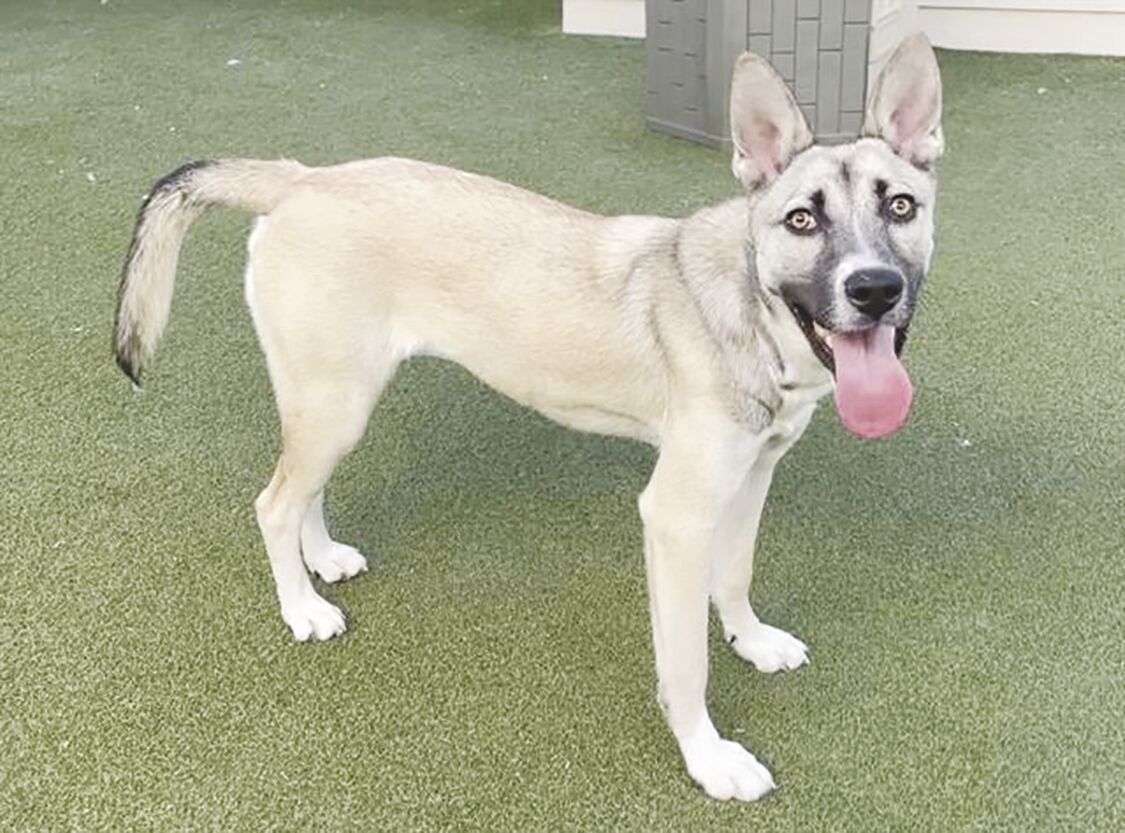 Shelter pets — Babs