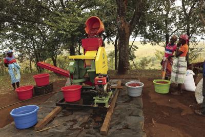 Coffee Growers Help Reforest Mozambique Newsline Avpress Com