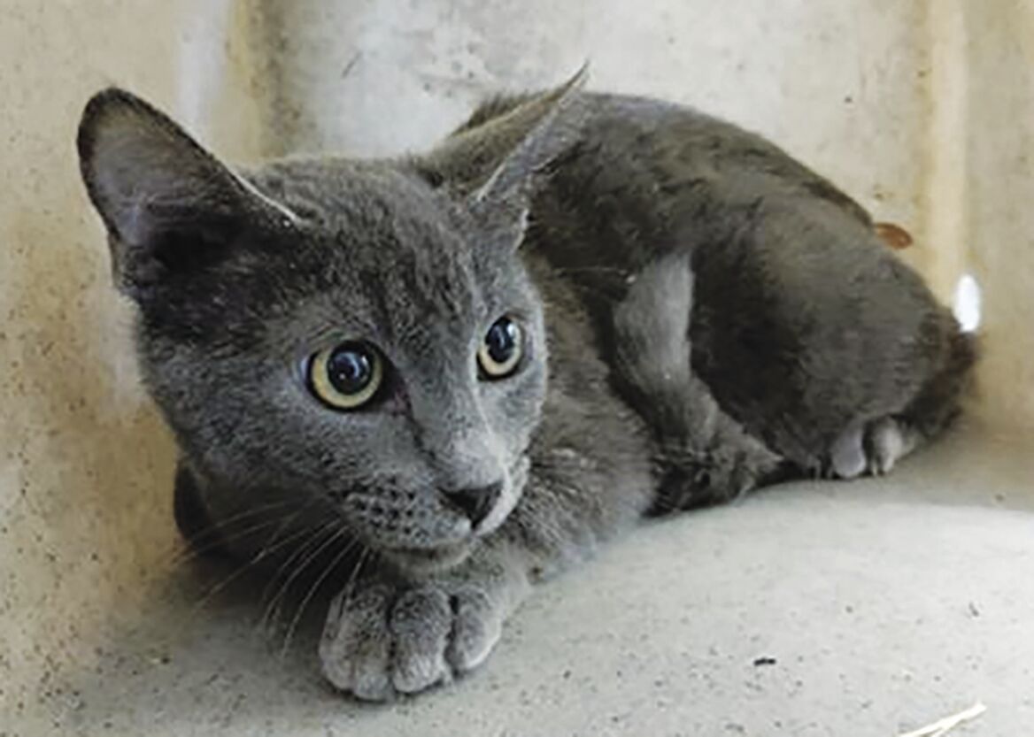 Lancaster animals — Todd