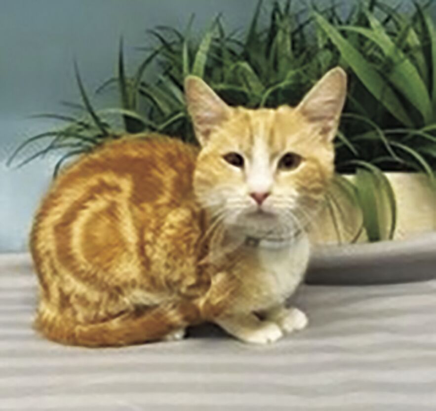 Leo
