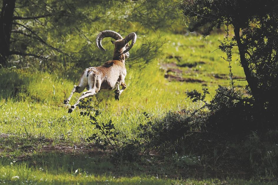 Biologists protect Cyprus environment | Valley Life ...