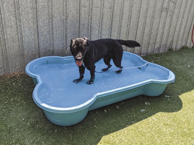 are dogs allowed in center of ice