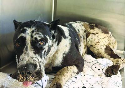 Dog trapped between walls is rescued | News | avpress.com