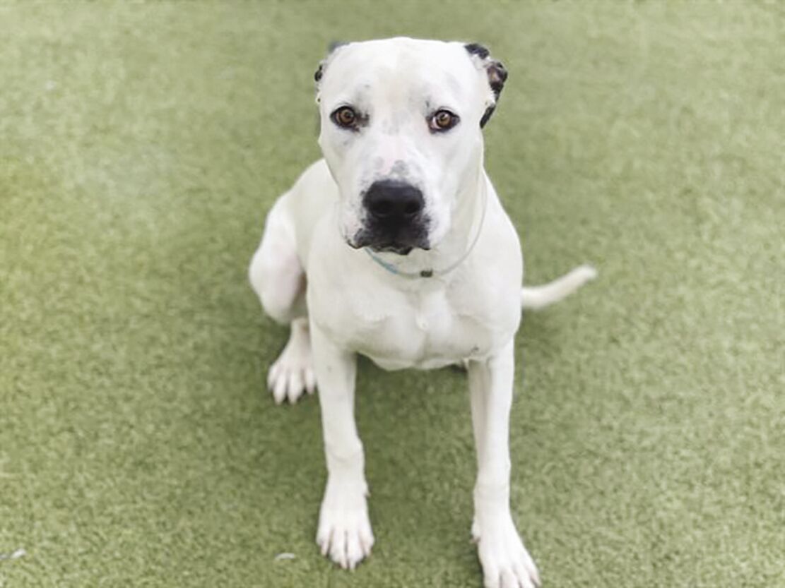 Palmdale animals Keno