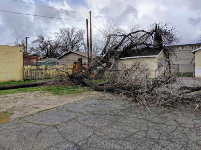 A Tree Falls In Palmdale News Avpress Com