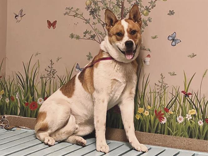 Palmdale shelter pets — Chip