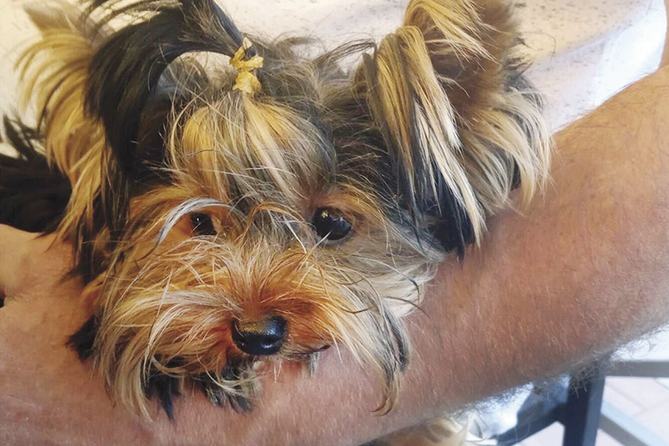 Berkshire yorkies cheap