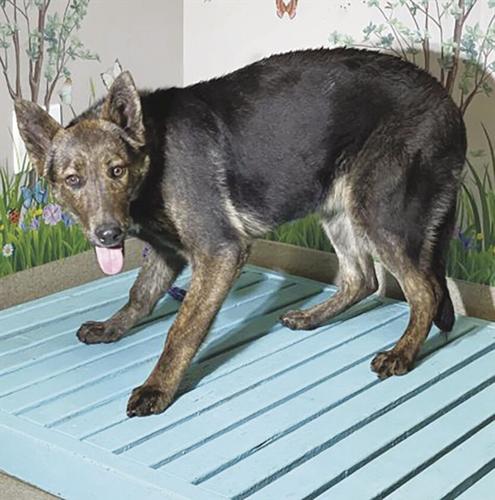 Palmdale shelter pets — Strudel