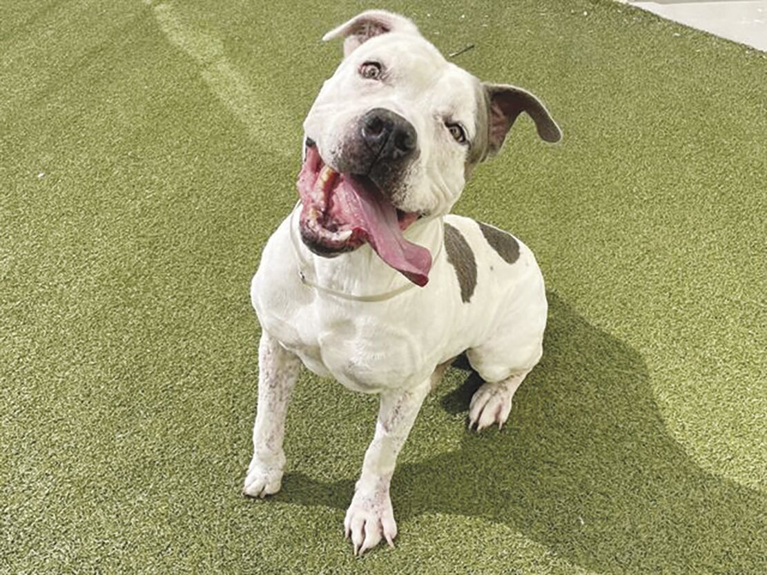 Palmdale animals Rufus