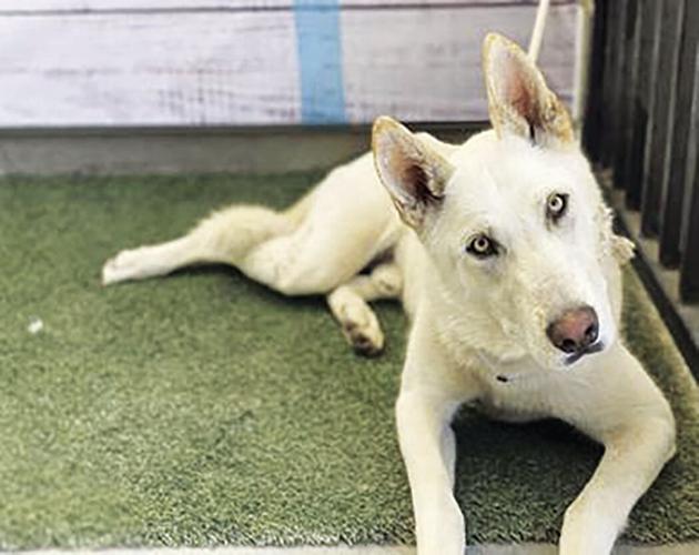 Lancaster shelter pets — Winter