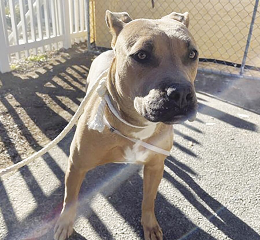 Lancaster animals — Phoebe