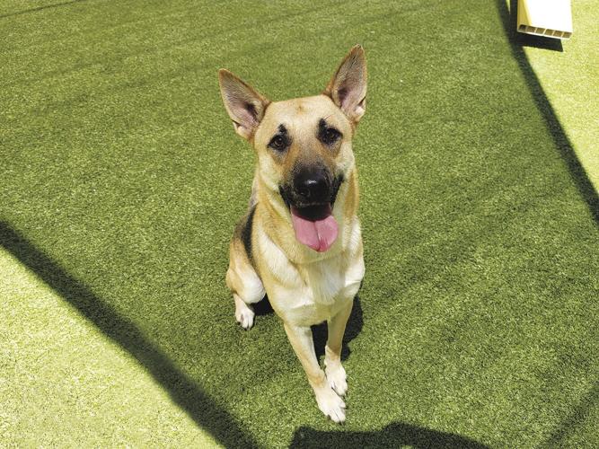 Palmdale shelter pets — Parker
