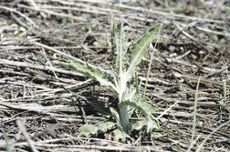 Noxious weed of the week: Russian knapweed | | bakercityherald.com