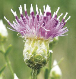 Noxious weed of the week: Russian knapweed | | bakercityherald.com