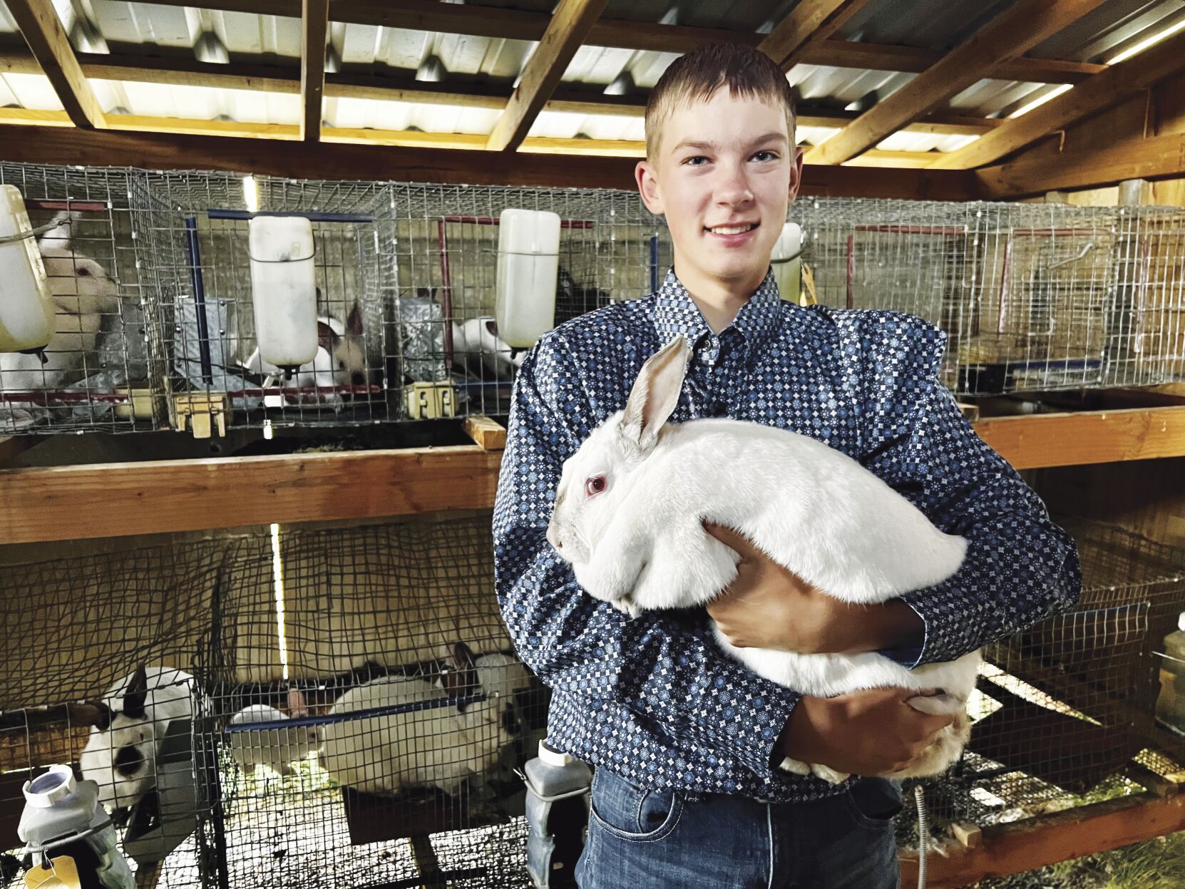 Newfoundland giant hot sale rabbit