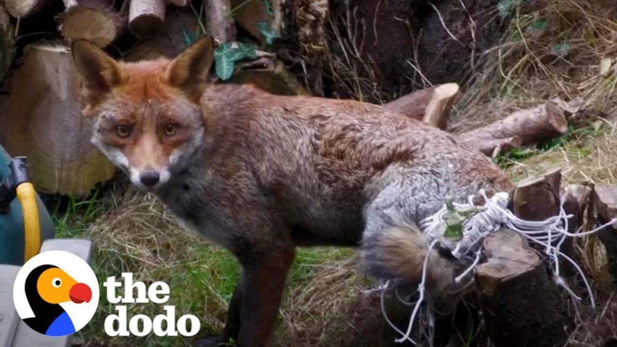 Monster Foxes Are Being Bred To Produce More Fur - The Dodo
