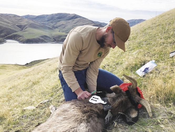 Bighorn sheep tagging.jpg