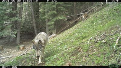 Lookout Mountain wolf