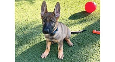 German Shepherd puppies, European Line, Males and females. Parents on