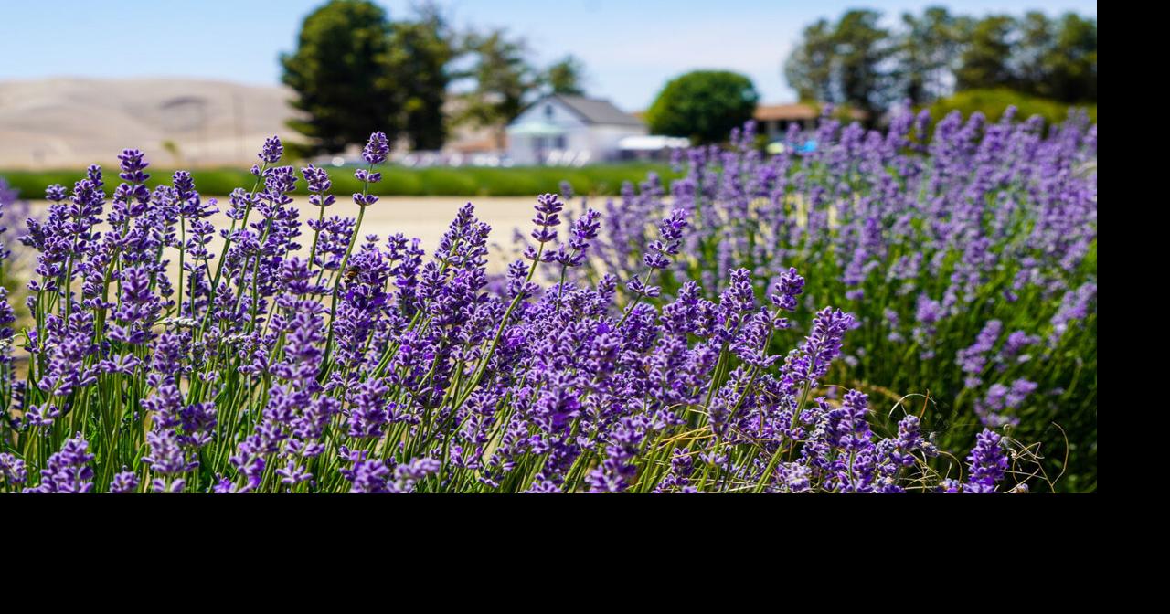 Firstever Lavender Festival coming this weekend to The Lavender Garden
