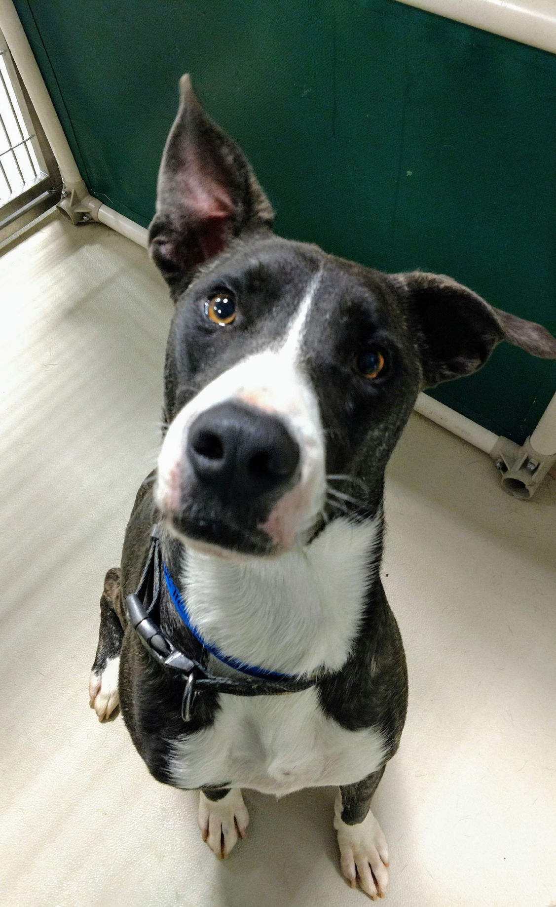 Take me home! Dogs available for adoption Entertainment