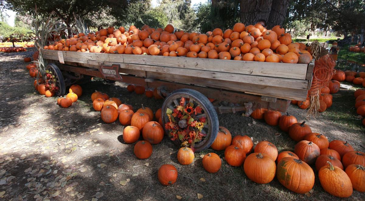 PHOTO GALLERY: It's autumn at Banducci's Family Pumpkin Patch | News ...