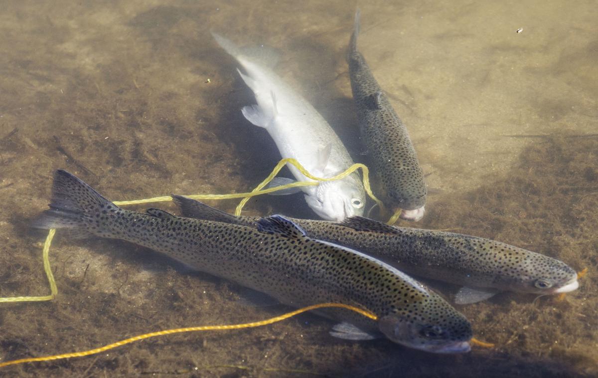 Trout Fishing Derby unites firefighters, children News