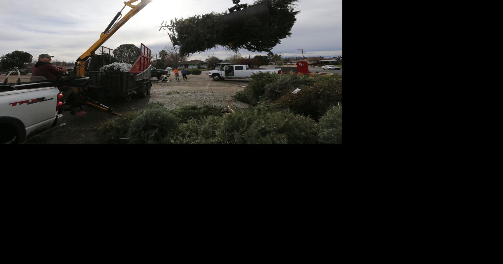 PHOTO GALLERY Christmas tree recycling gets underway in Bakersfield