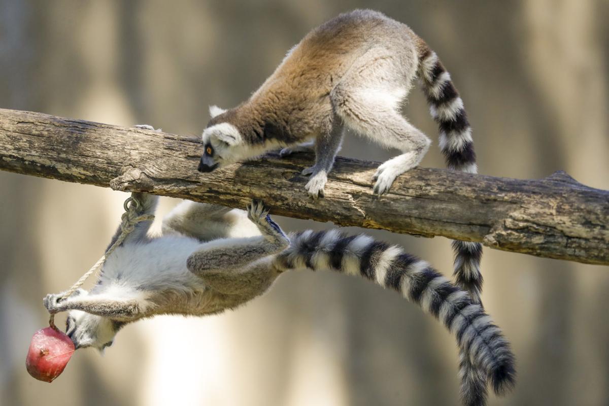 PHOTO GALLERY: Italian zoo animals cool off | Photo Galleries