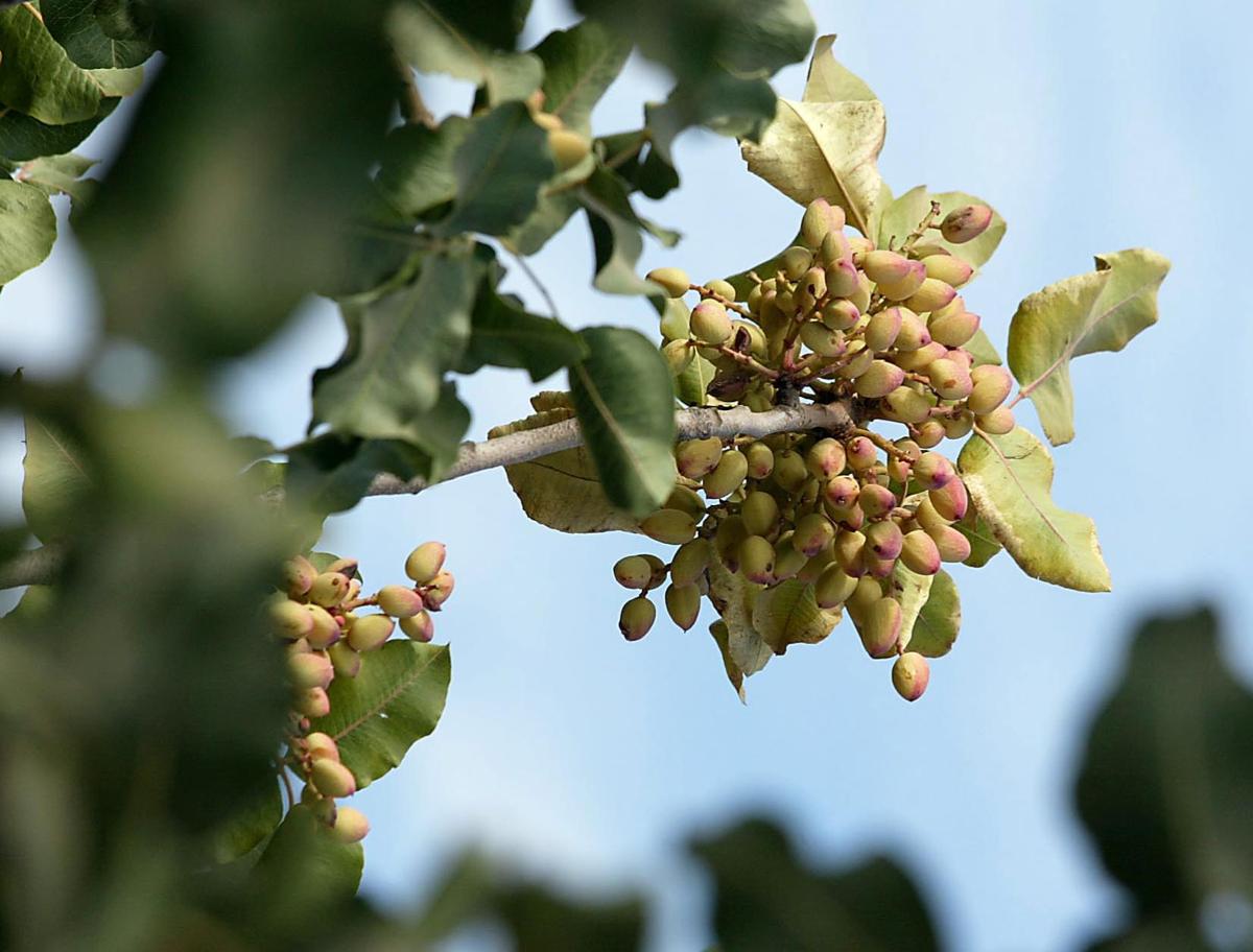 Kern hits top crop value in nation for the first time News