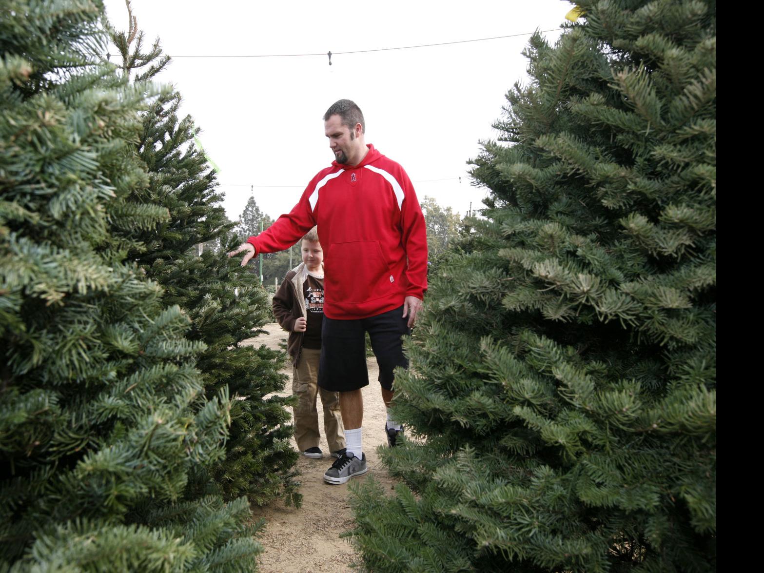 Bakersfield Has More Christmas Tree Lots Fewer Trees This Year Archives Bakersfield Com