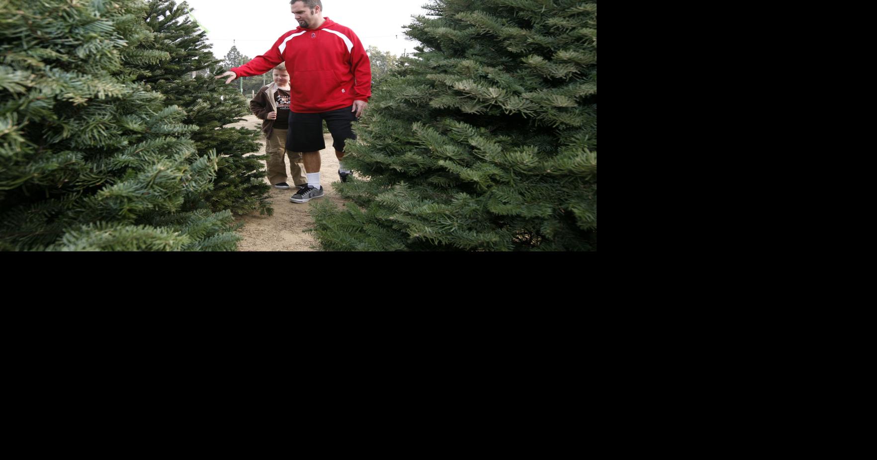 Bakersfield has more Christmas tree lots, fewer trees this year