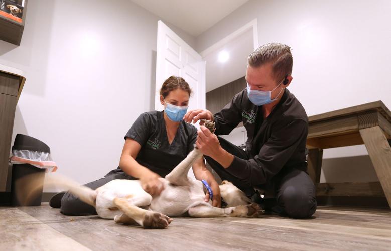 Veterinarians move to curbside service to adhere to social distancing precautions The Delano