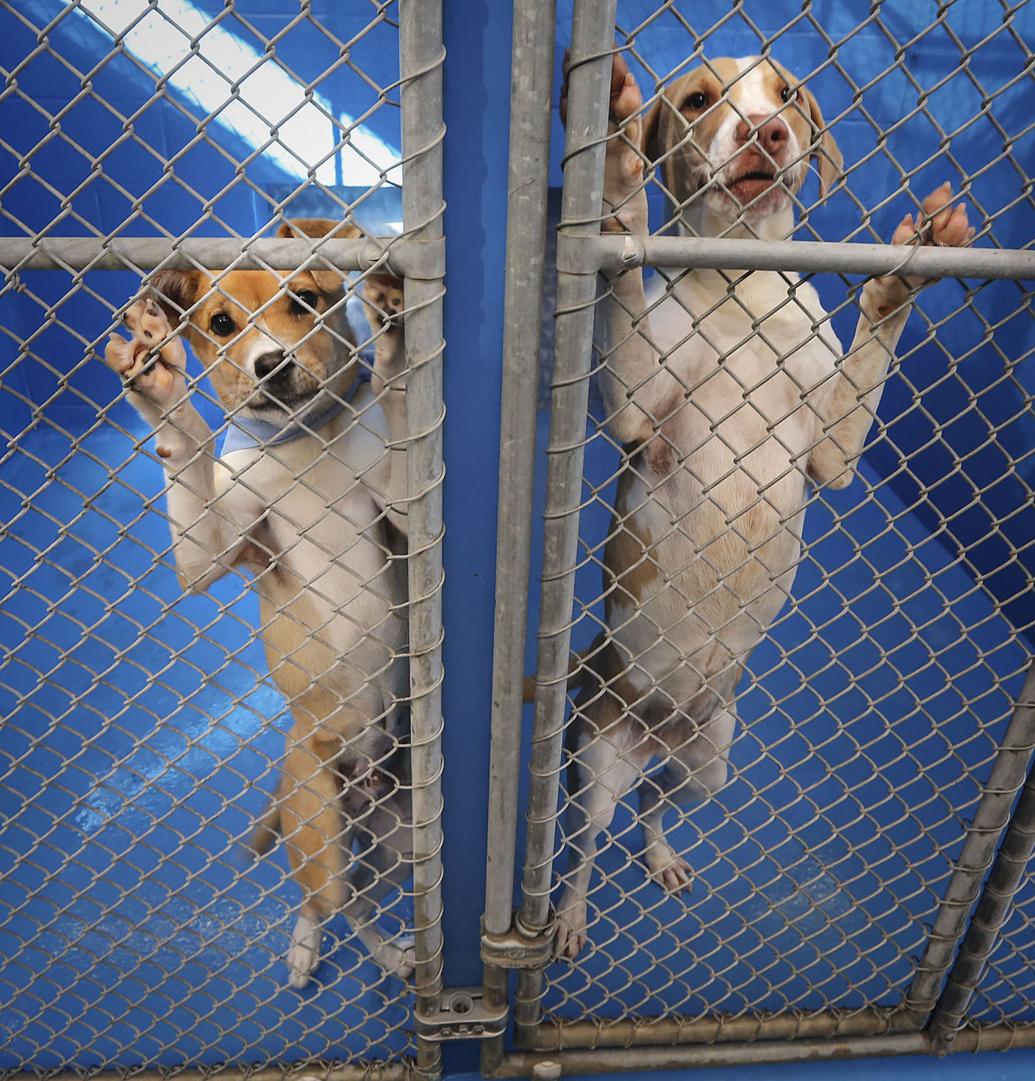 Local animal shelter looking for groomers to donate their services
