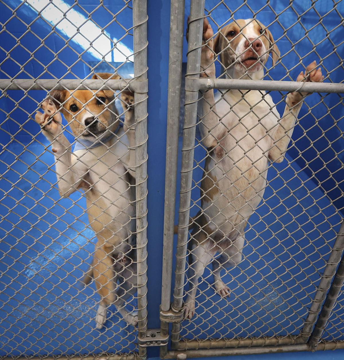 ROUND OF APAWS Shelter intake, euthanization way down