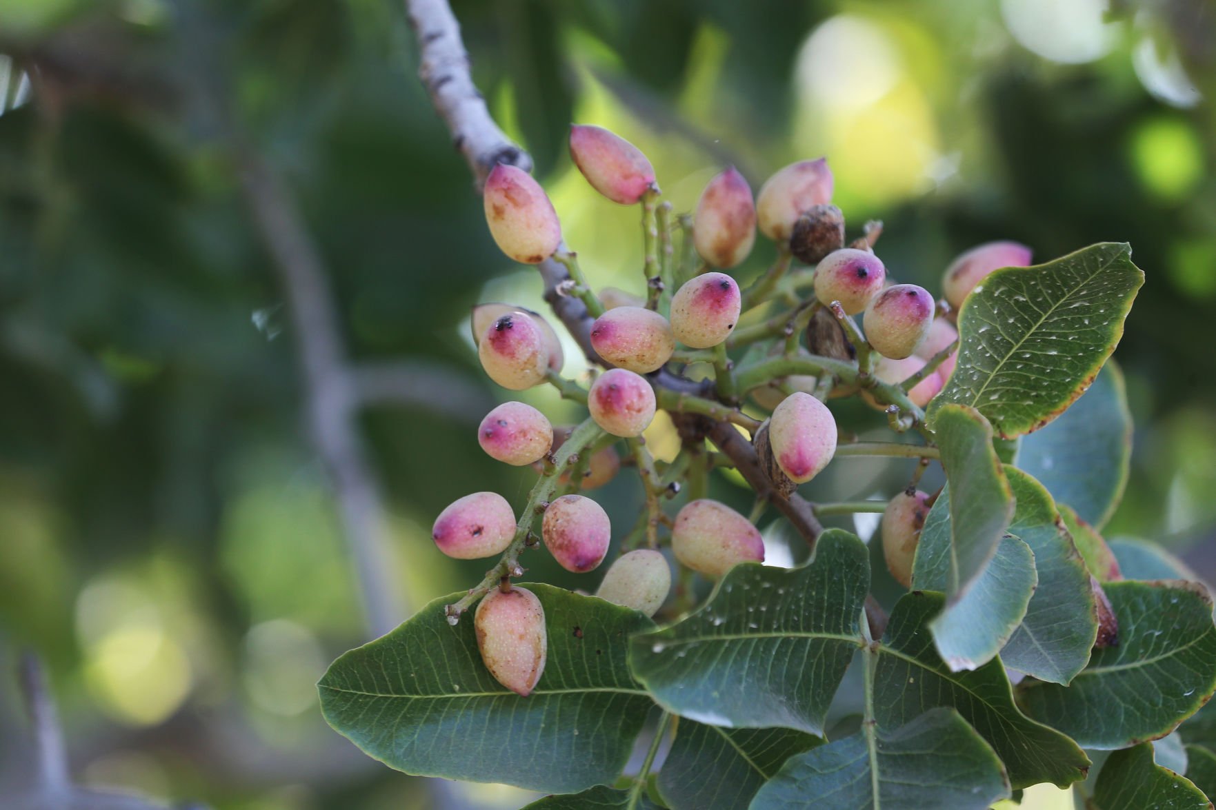 Climate Change Report Forecasts Hard Times For Kern Ag The Delano   5d9e0b0fe7d55.image 