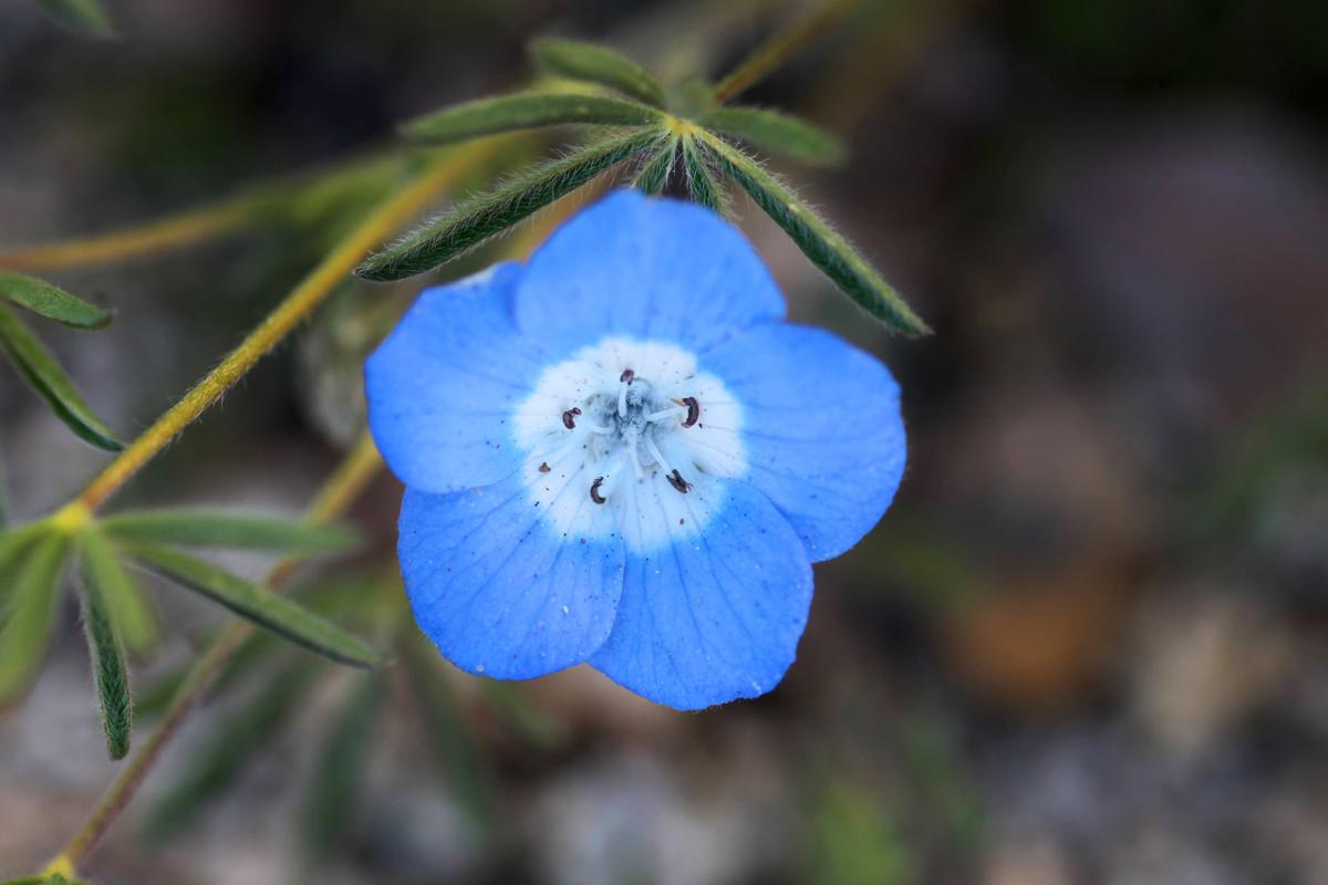 It's the start of wildflower season in Kern County with plenty of