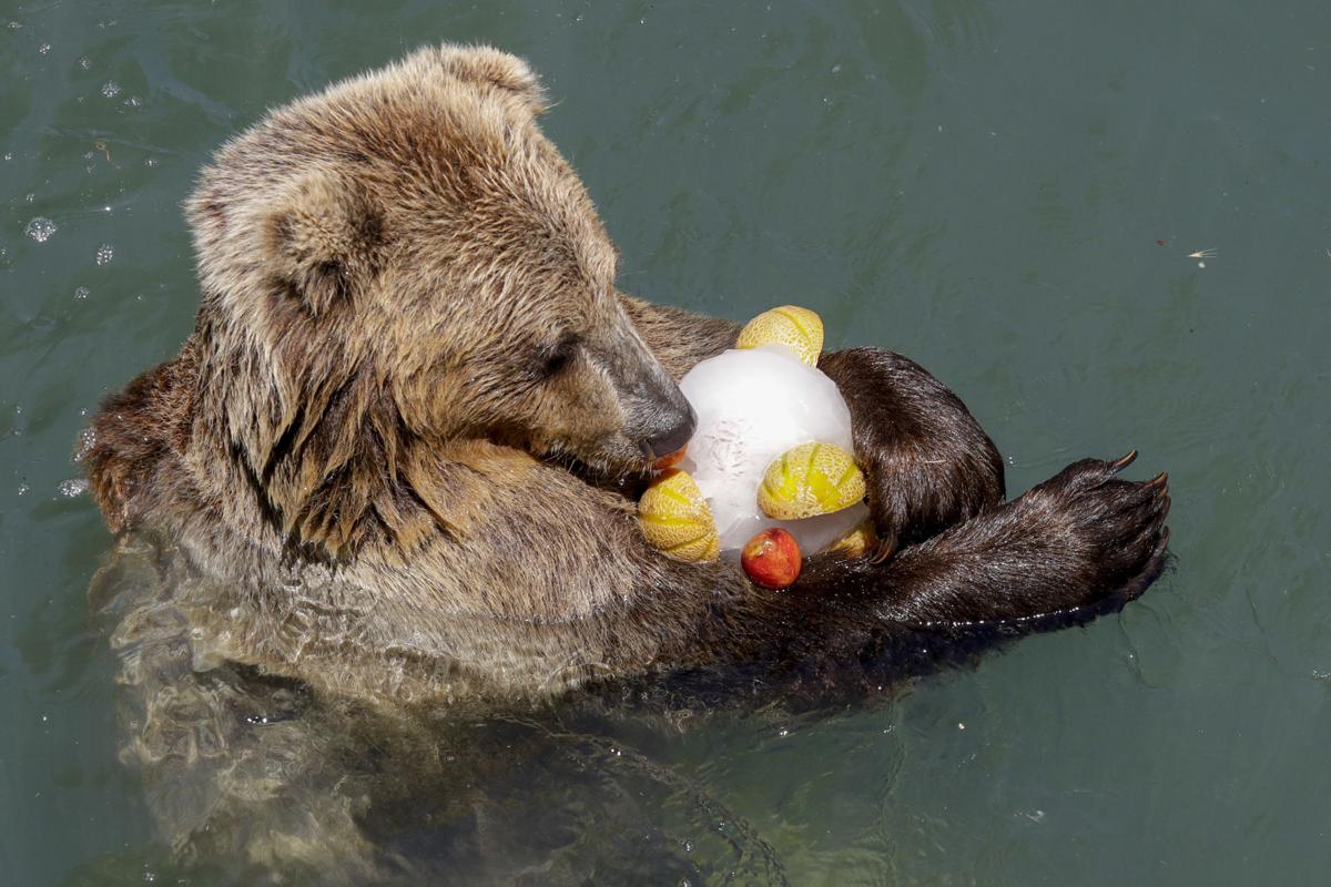 PHOTO GALLERY: Italian zoo animals cool off | Photo Galleries