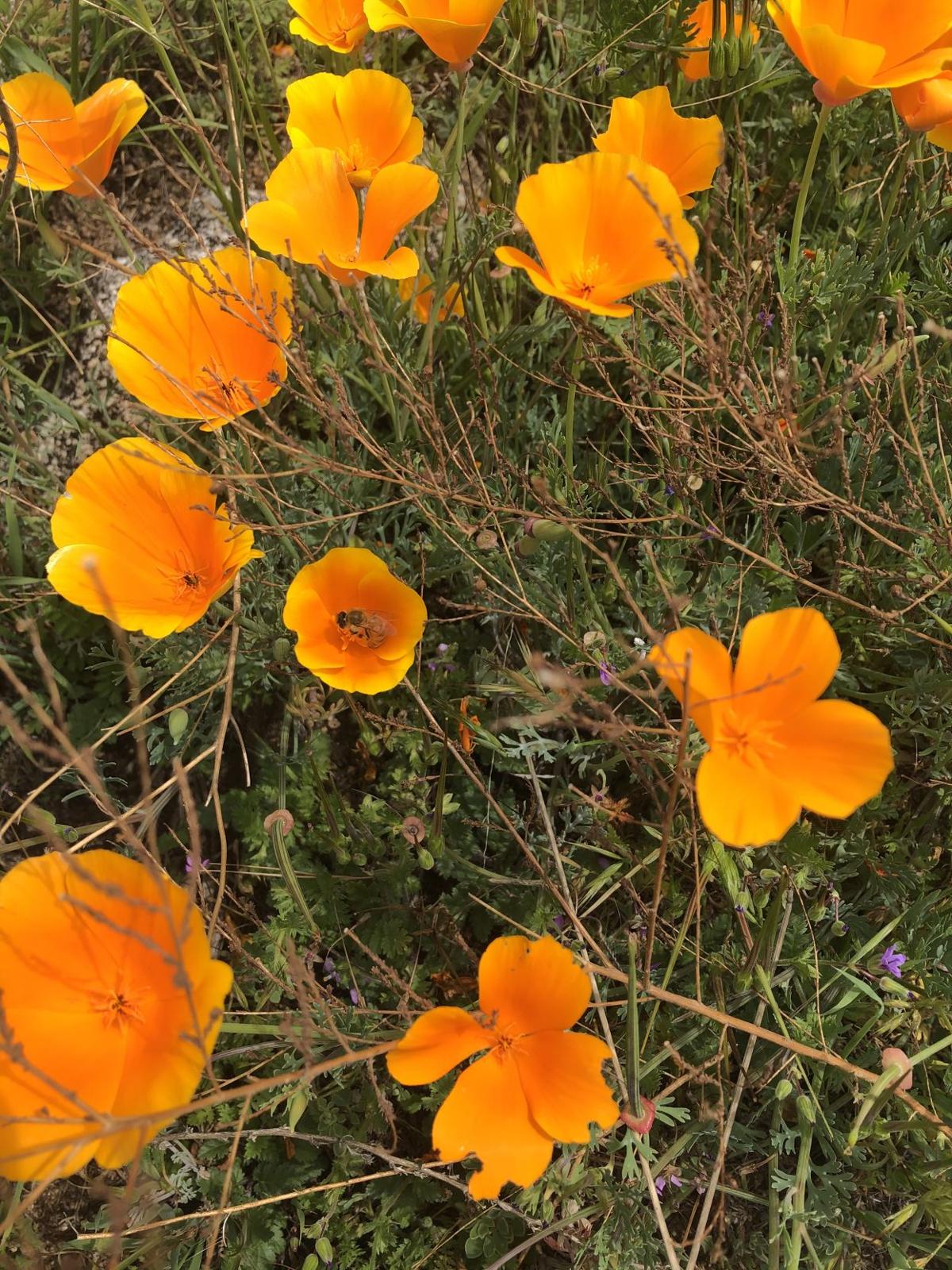 THROUGH YOUR LENS Springtime flowers Photo Galleries