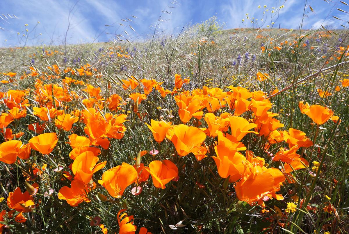 20200507-bc-poppies