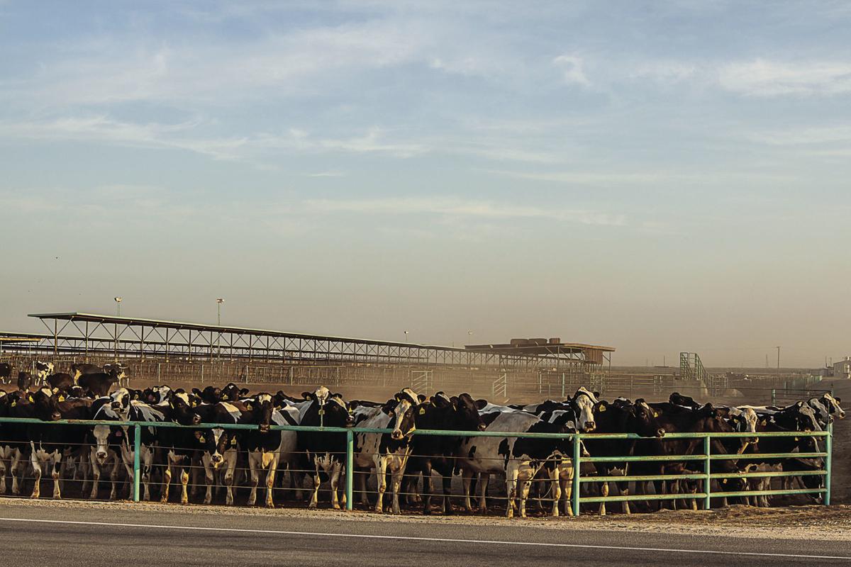 Cows Vs Almonds Nutty Battle Rages Over The Word Milk In Labels Kern Business Journal Bakersfield Com Which cow give maximum milk in world?