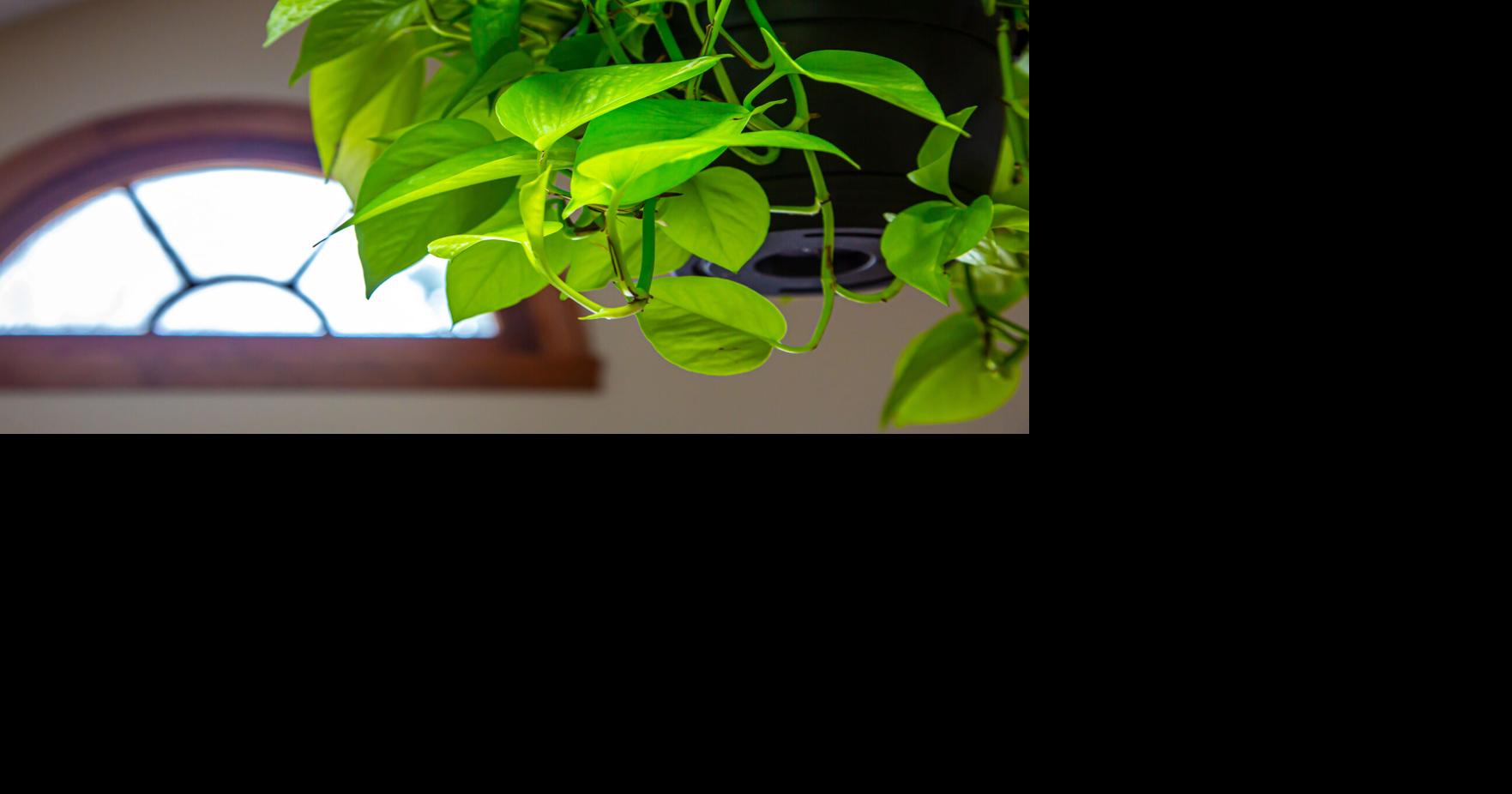 Editor's note: Just bring me a pothos