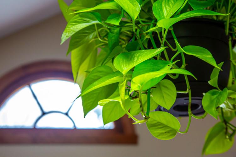 unique plant stands indoor Handmade 3 tier plant stand