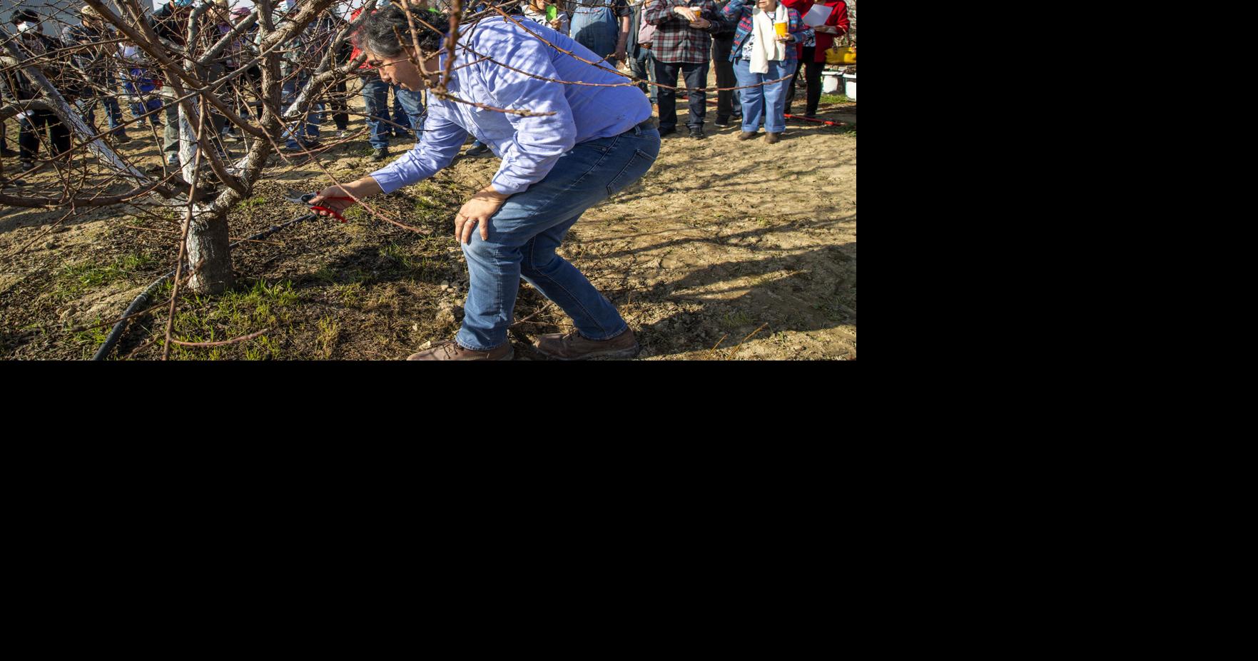 Learn how to prune fruit trees at free demos News