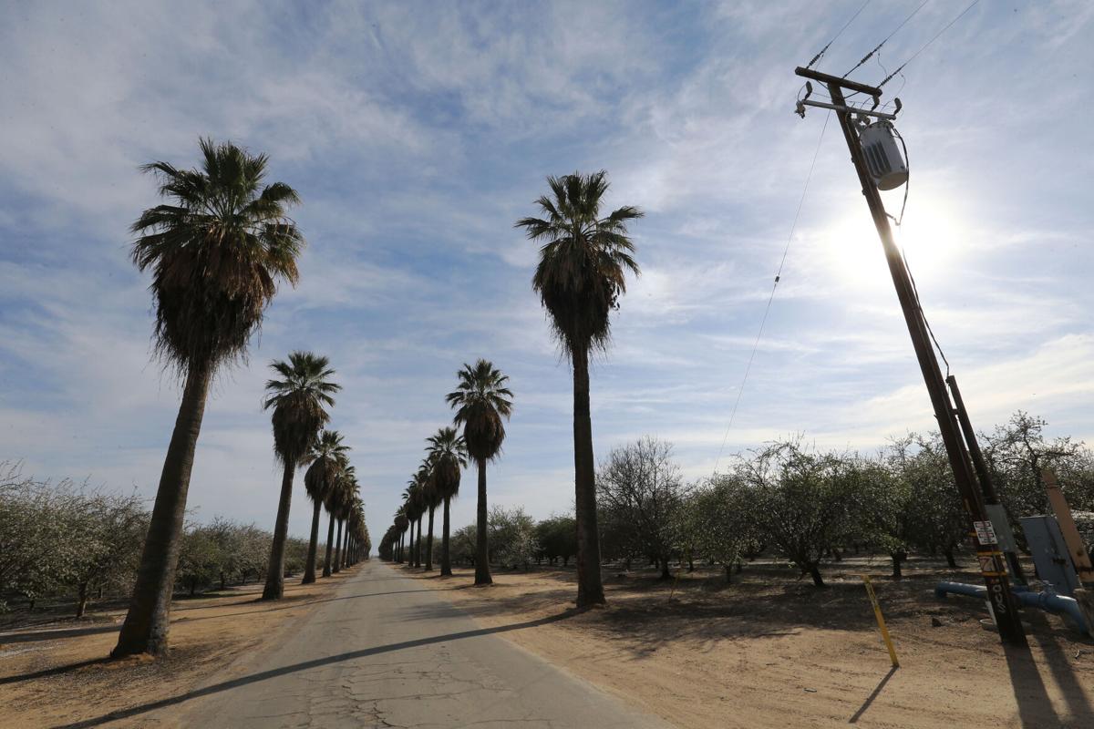 Rosedale Ranch S Iconic Palm Trees Are On The Chopping Block And Pg E Wields The Ax News Bakersfield Com